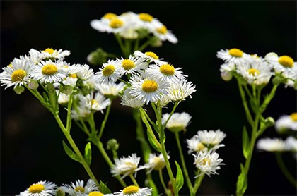 本命年內褲什么時候開始穿 本命年內褲什么時候開始穿